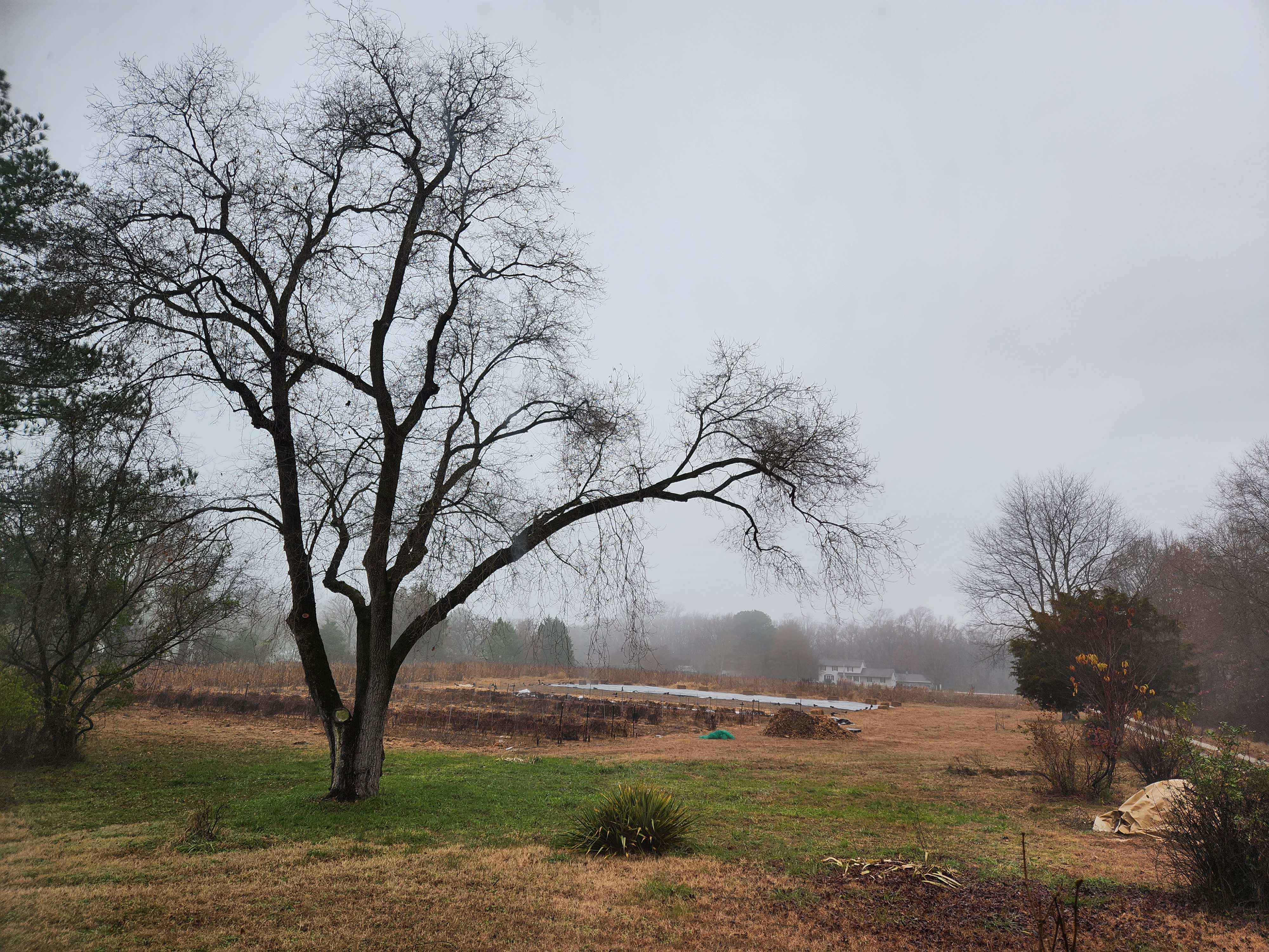 rainy day at Quarter Acre Farm