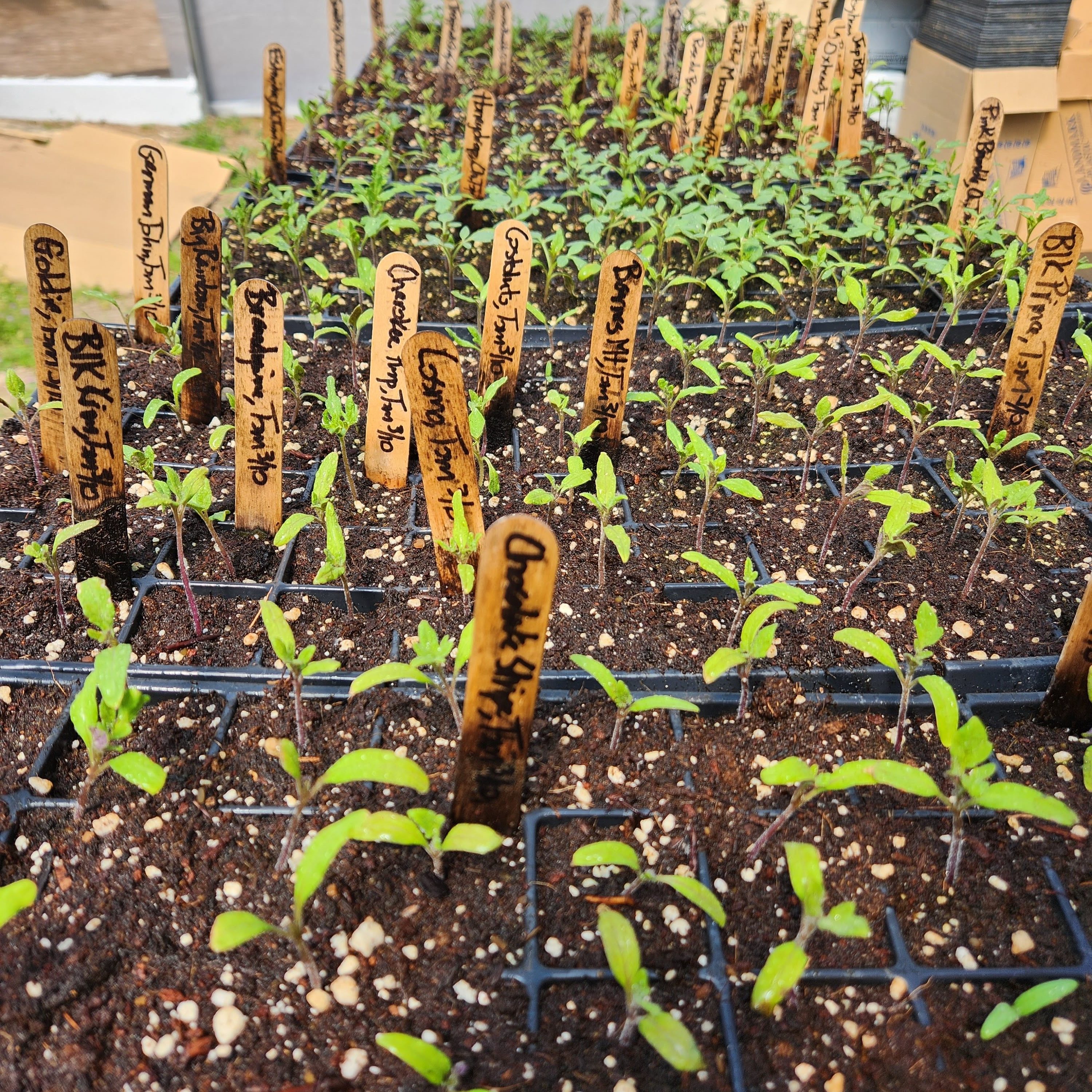 tomato seedlings