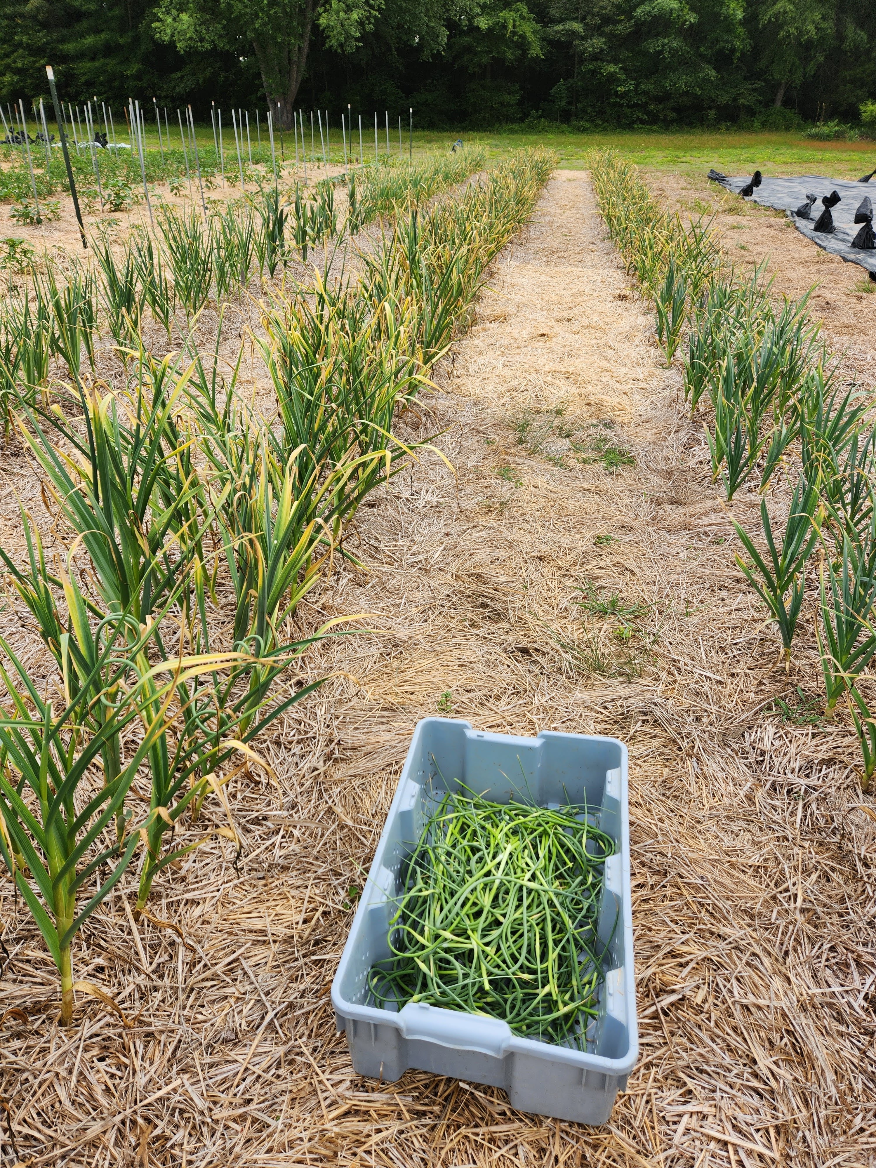 garlic scapes