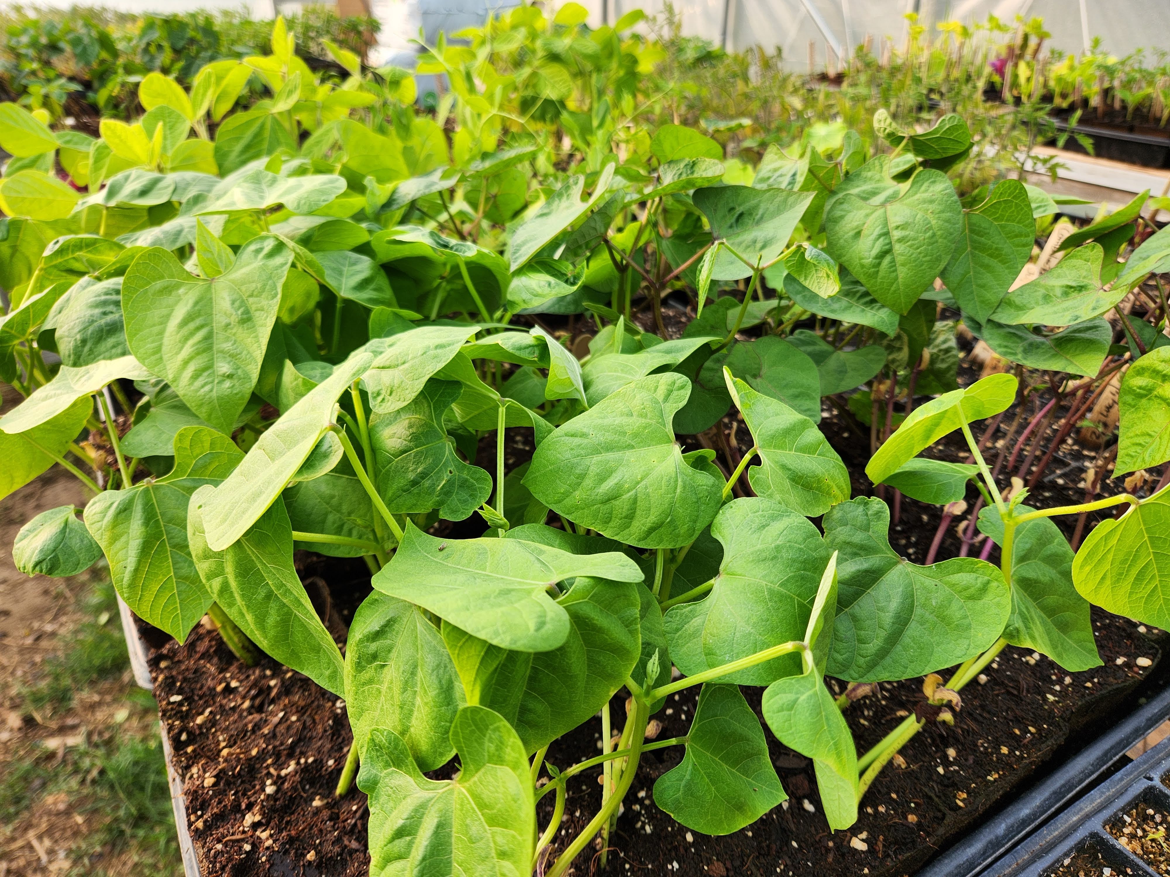 bean seedlings