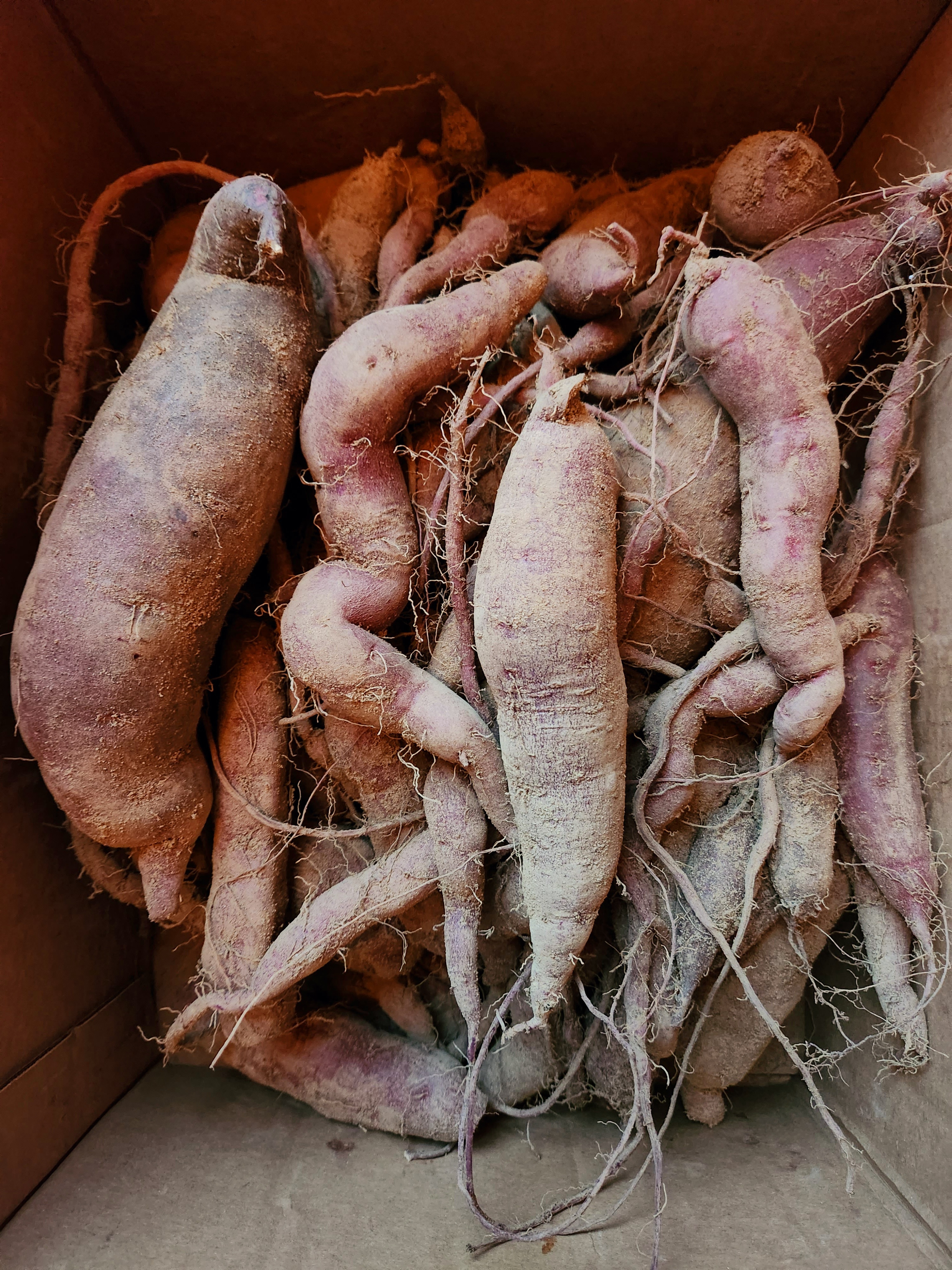 all purple sweet potato